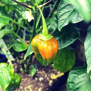 chiltepin x lemondrop pepper photo